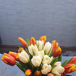 ����, �����������, 51 ���