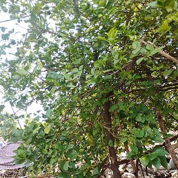 Manisha, �����������, 20 ���