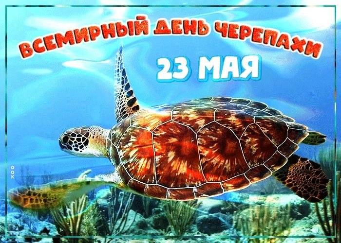 23 мая - Всемирный день черепахи.Ежегодно 23 мая отмечается Всемирный день черепахи - животного, ...