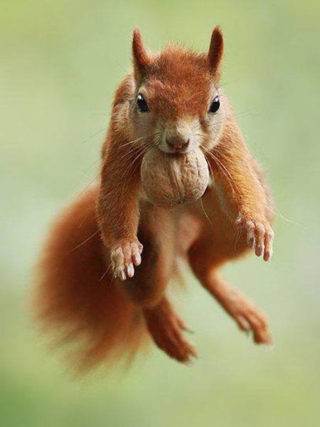    ,         .  ... - 2