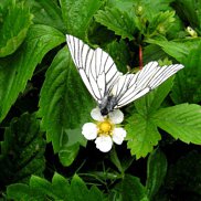 ��������, 45 ���, ������