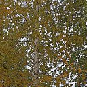 ���� ��������, ������� - ��������� 9 ������� 2025 � ������ ���� ����������