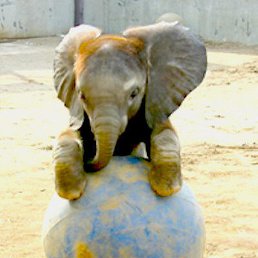 Murad, ������, 53 ����