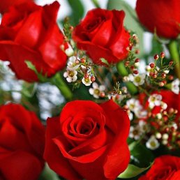 �����, ������, 41 ���