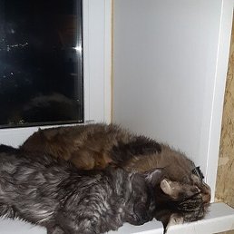 �������, ������, 46 ���