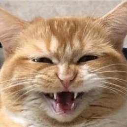 ����, ������, 41 ���