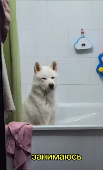    , 