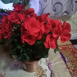 �����, ������, 61 ���