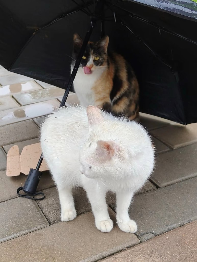 -    ,     -     .    - 3