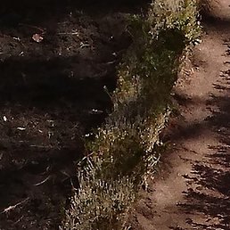 ��������, ������, 50 ���