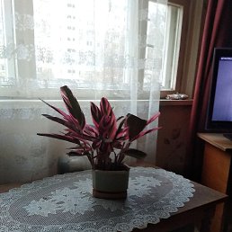 �������, �����, 44 ����