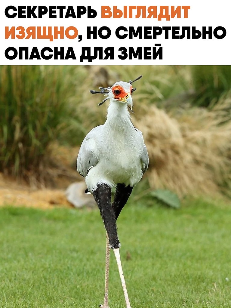 ���������, ��� Sagittarius serpentarius, � ���� �� ����� ��������� ������ ���� ������. Ÿ ����� ...