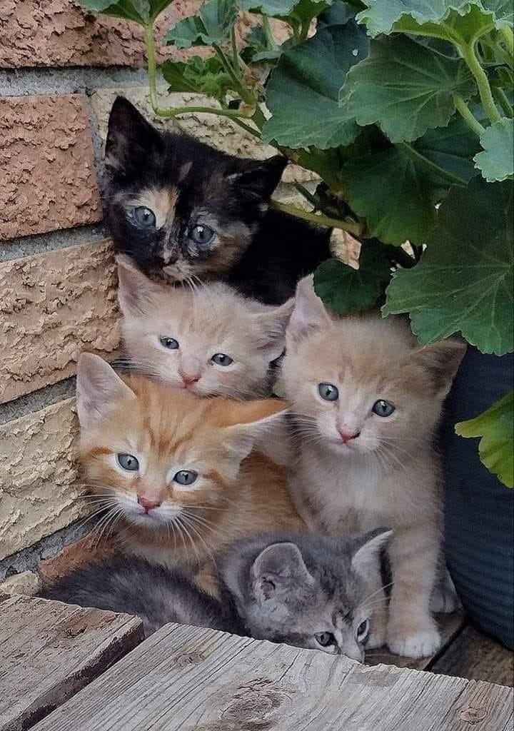:) Плачут у детдома из лукошка.Три котёнка прямо у дверей,Родила недавно видно кошка,А хозяин ...
