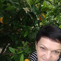 ���������, �����������, 54 ����