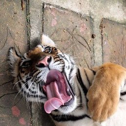 ���� ���������, ������������, 36 ��� - ��������� 22 ����� 2024