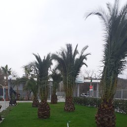 Mirak, ����, 32 ����