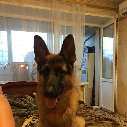 ��������, ��������, 66 ���