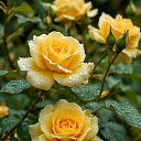 ���� �����, ����������� - ��������� 16 ������ 2025 � ������ ���� ����������