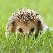 �����, 42 ����, �����-���������