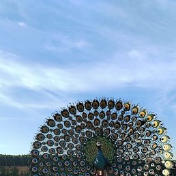 �����, ������, 51 ���