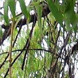 �����, ������, 20 ���