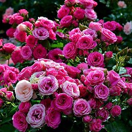 ����, ������, 19 ���