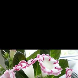 ����, ���������, 41 ���