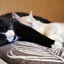 ����� � ������� �� ������� ���� ����������