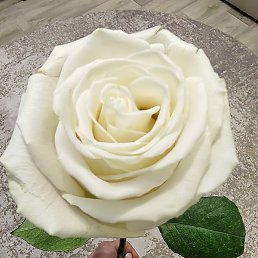 �������, �����, 40 ���