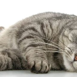 �����, ������, 44 ����