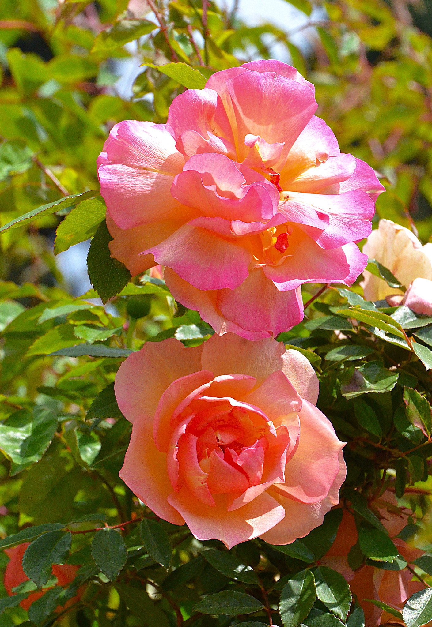 Aleksandr Voznii - 27  2025  07:55 - 8