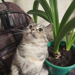 �������, �����, 50 ���