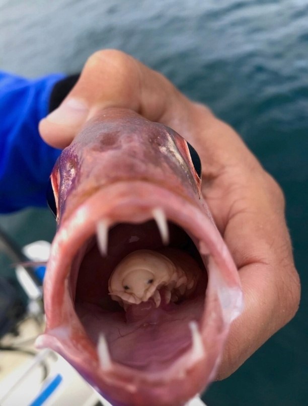 H :  Cymothoa exigua,  ,  .  ,  ...