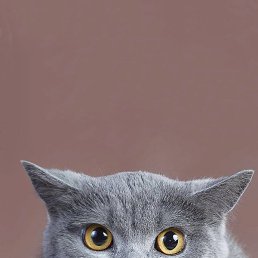 �����, ������, 43 ����