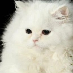 ������, �����������, 53 ����