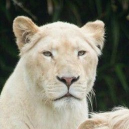 ����, ������, 50 ���