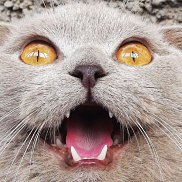 ����, 26 ���, ������