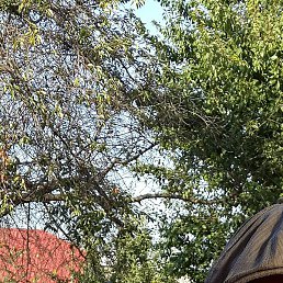 ������, ������, 51 ���