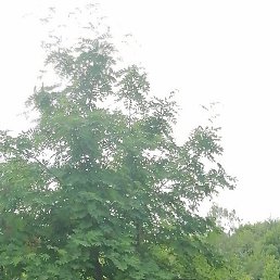 ���������, ������, 46 ���