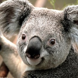 ������, ������, 45 ���