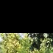 ����, 41 ���, ��������