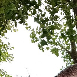 ���������, �������, 41 ���