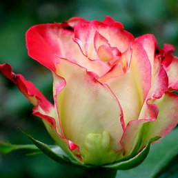 �����, ����, 45 ���