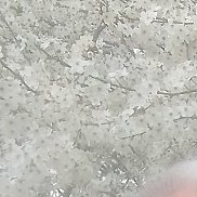 ���������, 61 ���, ���������