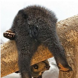 ������, �������