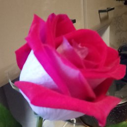 ���� ����, ���������, 44 ���� - ��������� 12 ���� 2026