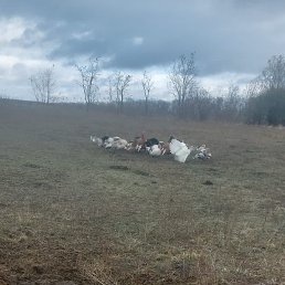 �����, ������, 38 ���