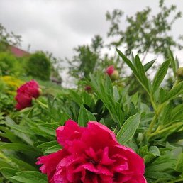 ���������, ������ ��������, 70 ���