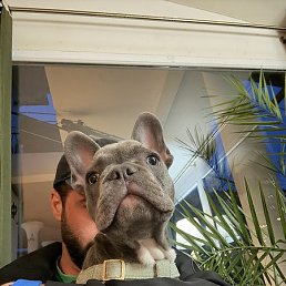 Daggy, �������, 34 ����