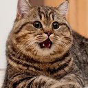 ������, 44, 